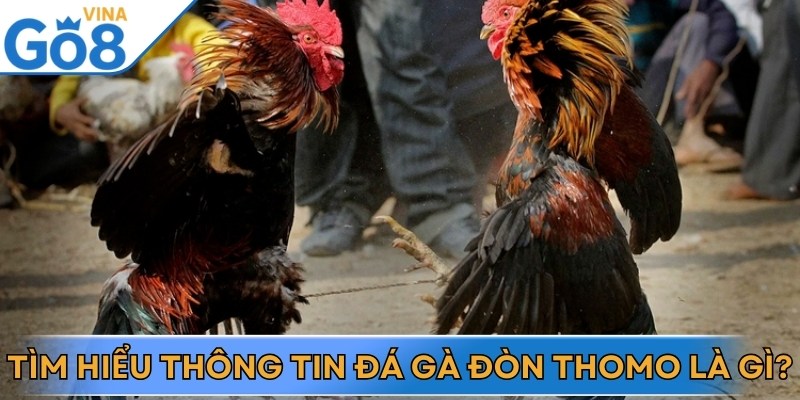 Đá gà đòn Thomo là hình thức thi đấu hấp dẫn, đầy kịch tính