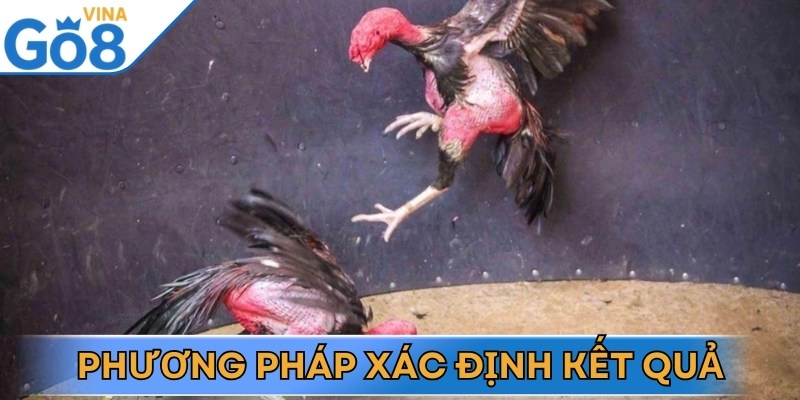 Luật quy định cụ thể trong đá gà đòn Thomo