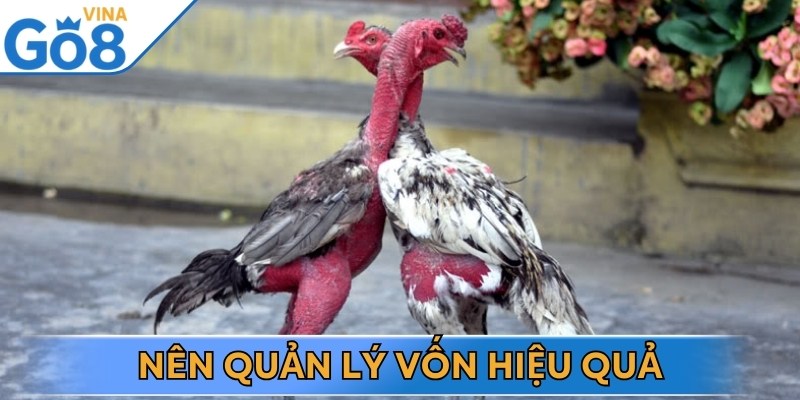 Kinh nghiệm chơi đá gà đòn chuẩn như chuyên gia