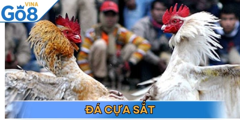 Đá cựa sắt mang đến sự quyết liệt, tốc độ trong từng pha ra đòn