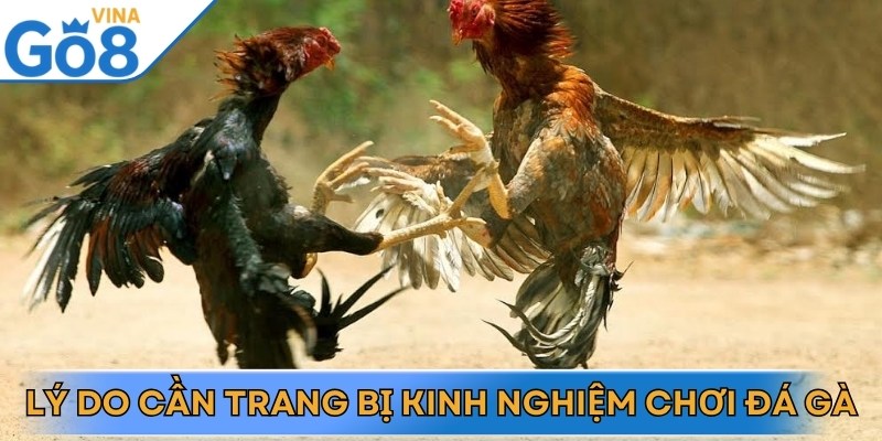 Kinh Nghiệm Chơi Đá Gà Như Chuyên Gia Dành Cho Mọi Kê Thủ