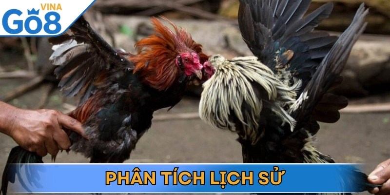 Một chiến kê giỏi luôn để lại dấu ấn qua các trận đấu trước đó