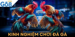 Kinh Nghiệm Chơi Đá Gà Như Chuyên Gia Dành Cho Mọi Kê Thủ