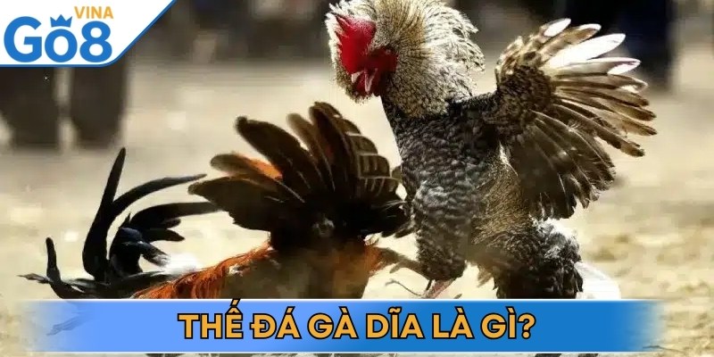 Thế đá gà dĩa một tuyệt chiêu chiến thuật đặc biệt của chiến kê