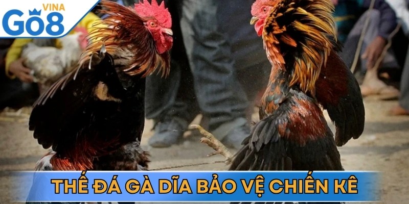 Áp dụng thế đá dĩa giúp chiến kê hạn chế nguy cơ bị thương