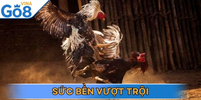 Chiến kê đá dĩa có nền tảng thể lực cực kỳ ấn tượng