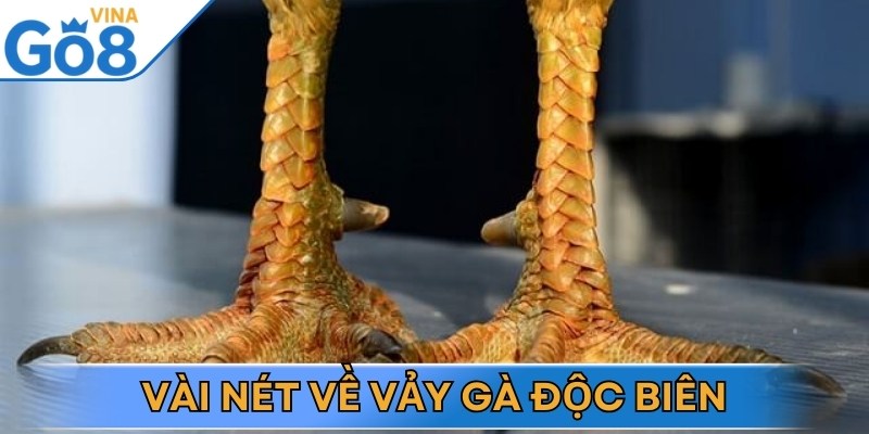 Vảy gà độc biên là một trong những đặc điểm được giới chơi gà đặc biệt chú ý
