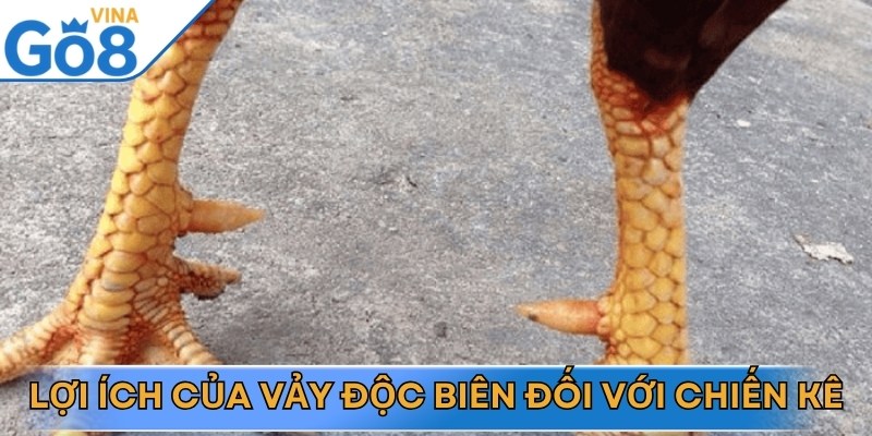 Những lợi ích khi chiến kê sở hữu vảy gà độc biên