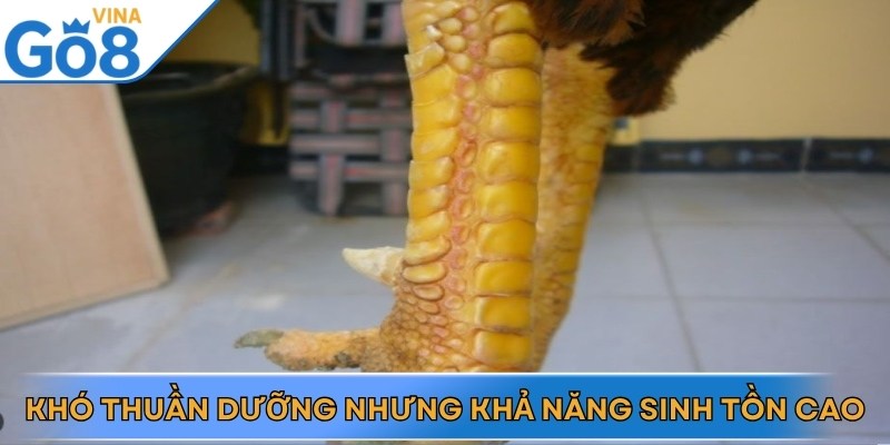 Đặc điểm nổi bật của thần kê có vảy độc biên