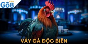 Vảy Gà Độc Biên – Bí Ẩn Sức Mạnh Của Chiến Kê Thượng Hạng