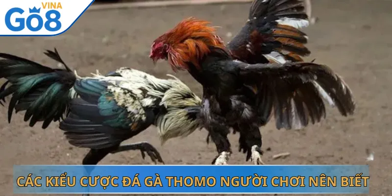 Các Kiểu Cược Đá Gà Thomo Người Chơi Nên Biết