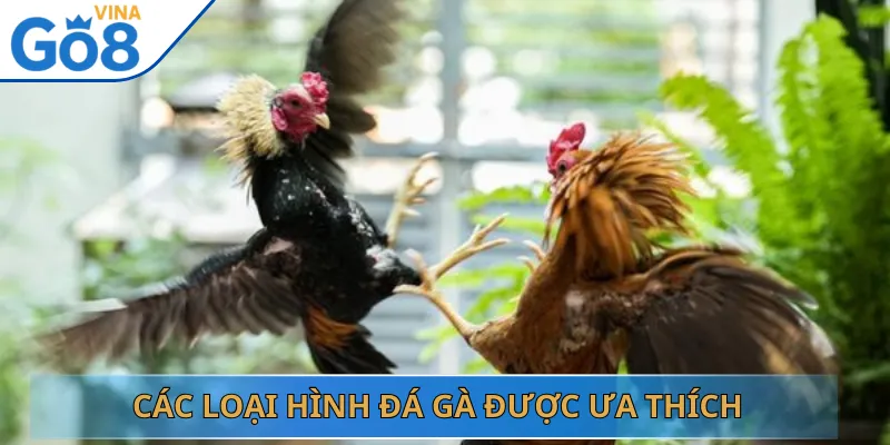 Các Loại Hình Đá Gà Được Ưa Thích