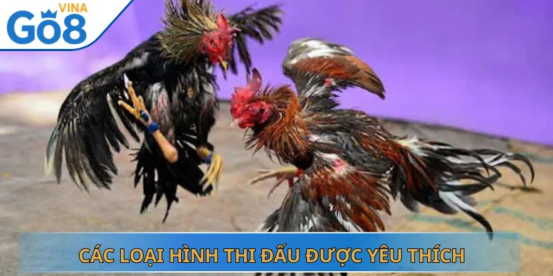 Các Loại Hình Thi Đấu Được Yêu Thích