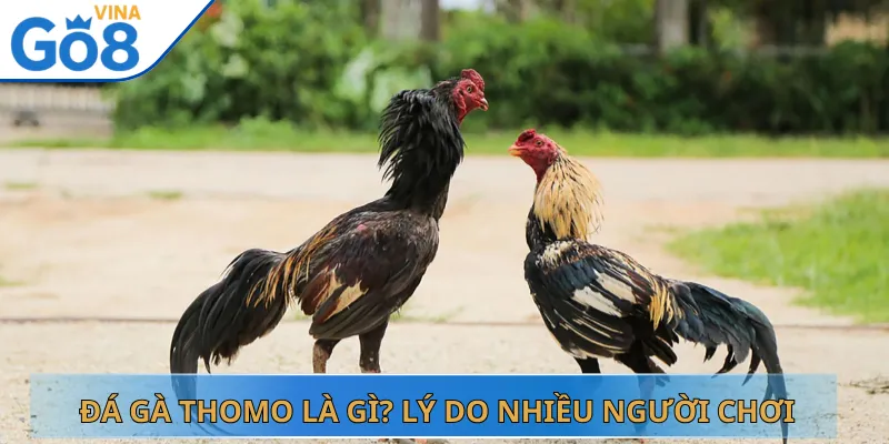 Đá Gà Thomo Là Gì? Lý Do Nhiều Người Chơi