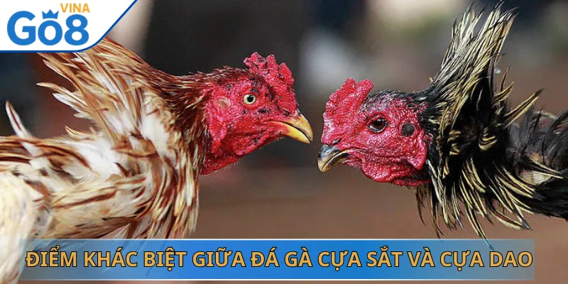 Điểm Khác Biệt Giữa Đá Gà Cựa Sắt Và Cựa Dao