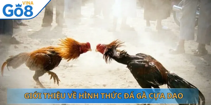 Giới Thiệu Về Hình Thức Đá Gà Cựa Dao