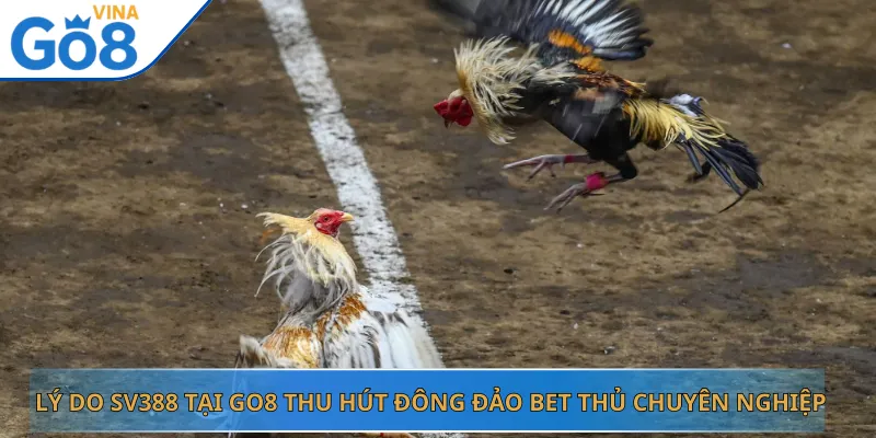 Lý Do SV388 Tại Go8 Thu Hút Đông Đảo Bet Thủ Chuyên Nghiệp