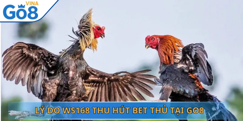 Lý Do WS168 Thu Hút Bet Thủ Tại Go8