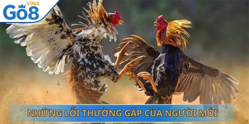 Những Lỗi Thường Gặp Của Người Mới