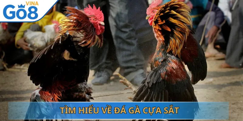 Tìm Hiểu Về Đá Gà Cựa Sắt